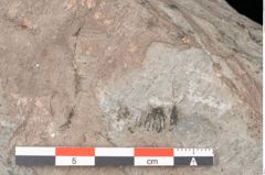 Foto (Detailansicht) von Gleichinites austriacus Ettingshausen (NHMW-GEO-2024-0188-10529)